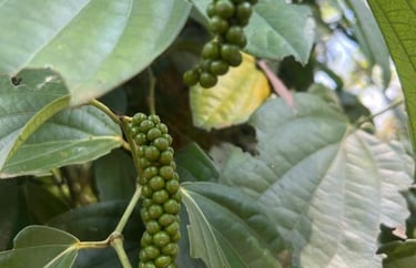 Black paper label hanging on a tree at a Zanzibar spice farm during a spice tour, identifying plants and spices