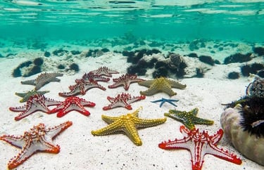 Colorful starfish resting on the sandy bottom of crystal-clear waters at Nakupenda Sandbank, Zanzibar, Tanzania