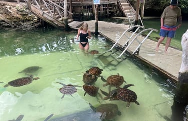 Learn about sea turtle conservation while interacting with turtles in Zanzibar