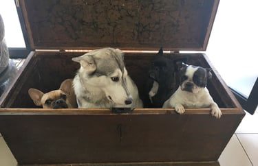 vier Hunde sitzen ein einer Holzkiste beieinander