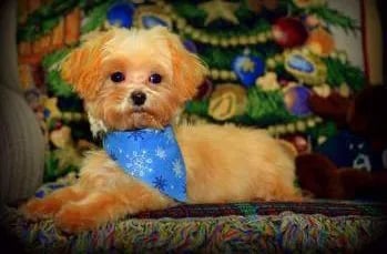 maltepoo-dog-349x229.dm.edit_vDoGhk-1920w (1)