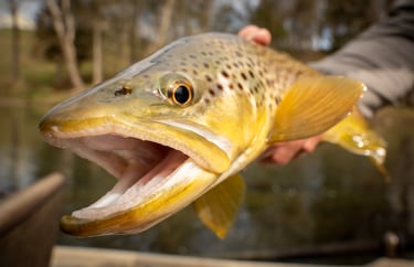 spring brown trout on the South Holston River