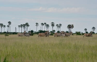 Zebra Migration in the Makgadikgadi Saltpans, Botswana