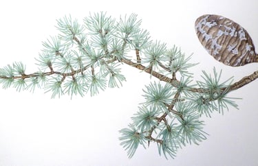 Botanical illustration