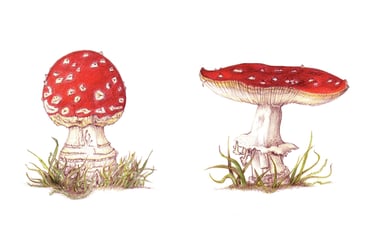 Botanical illustration