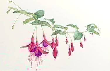 Botanical illustration