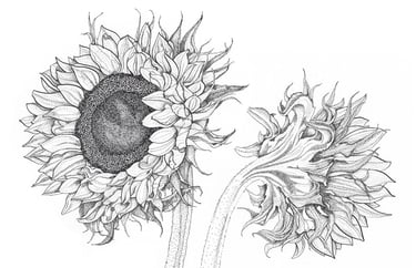 Botanical illustration