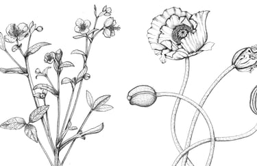Botanical illustration