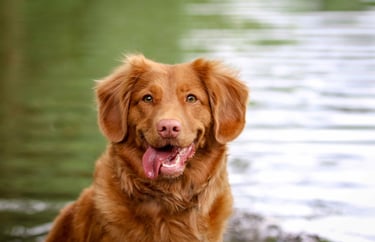 dogAdvisor | dogadvisor | dog advisor | dogAdvisor.dog