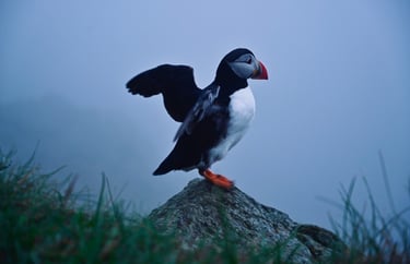 a puffer bird standing on a rock