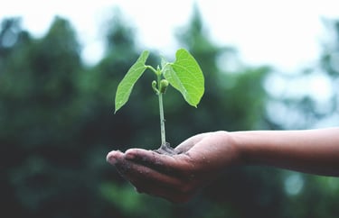Hand houdt een klein plantje vast, symbool voor vertrouwen, zorg en groei in relaties.