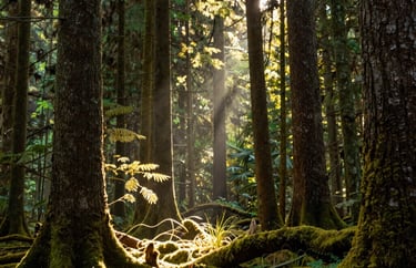 A photography shot of light shining through the canopy of a North American forest, moss green and golden yellow highlights, warm and compassionate mood.