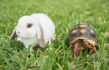 A white rabbit and a tortoise