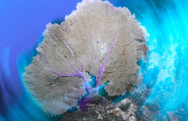 long exposure underwater photography shot of a sea fan