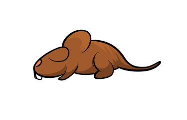 rat frelons la perfection 