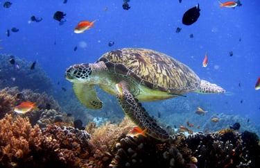 Swim with vibrant coral reefs and marine life on your Palawan expedition tour