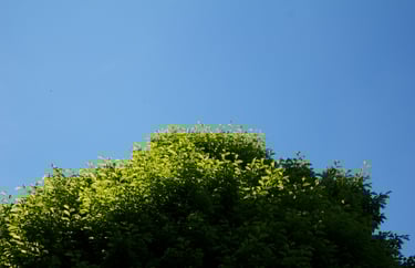 Tree with a blue sky in the background, symbolizing corporate well-being and a healthy work environm