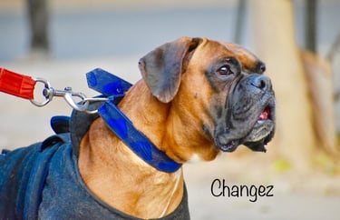 Dog Boarding, Dog Boarding near me, Pet Boarding, Pet Boarding near me, Dog Care, Happy Pettings