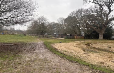 A muddy farm track leading toward rustic wooden animal shelters and bare trees on a cloudy day.