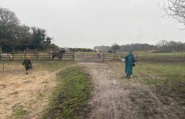 Two people walking towards horses in a muddy paddock on a cloudy day at an equestrian farm.