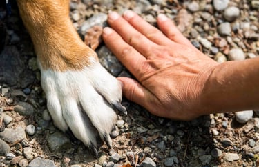 Your Trustworthy Pet Supplies Wholesale Supplier in China