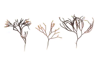 Ahnfeltia plicata