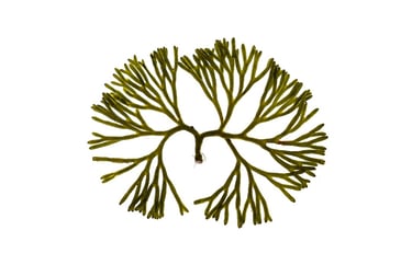 Codium fragile