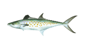 a fish fish with a white spot on the side