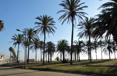 Playa de la Patacona, isleta de palmeras.