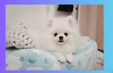 A small, fluffy white Pomeranian puppy resting comfortably in a blue and white patterned dog bed.