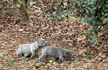 French Bulldog Puppies