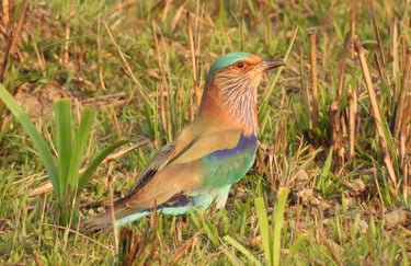 Jay in Bardiya