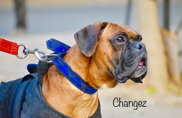 Dog Boarding, Dog Boarding near me, Pet Boarding, Pet Boarding near me, Dog Care, Happy Pettings