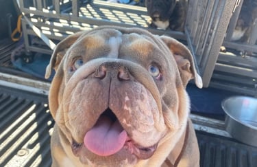 English Bulldog