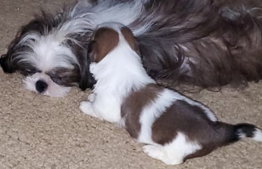 Brown and White Mal-Shi dog is laying down on the carpet