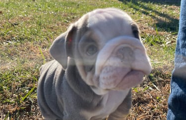 English Bulldog Puppy