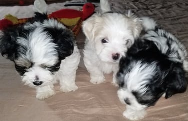 3 Beautiful hypoallergenic Mal-Shi Puppies in Houston Texas.