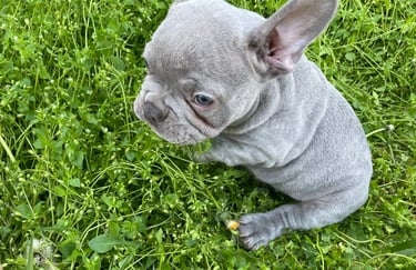 French Bulldog Puppy