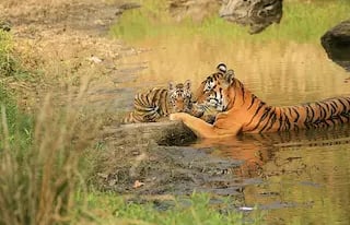 tiger and baby, panna tiger reserve