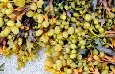 Ozem Patches Ingredient Fucus Vesiculosus (Bladderwrack)