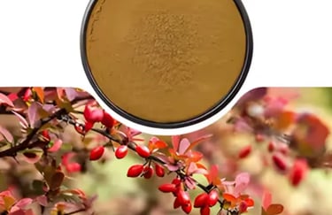 Nuvia Fat Burner Ingredient Barberry Fruit Extract