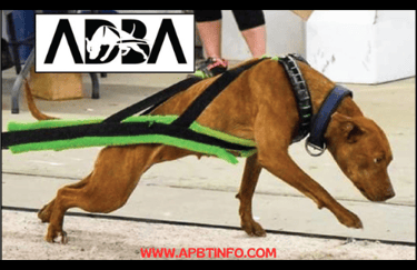 apbt weight pull game dog