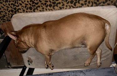 A brown Pitbull dog sleeping peacefully on a rectangular orthopedic pet bed.