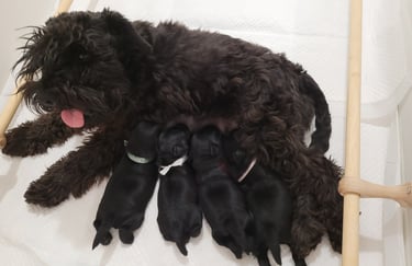 Tessie et ses bébés