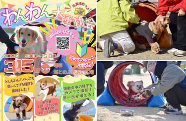 わんわん大運動会の日時が入った告知画像と前回参加の犬たちの様子｜堺市のニュースならサカイタイムズ