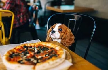anna-maria-island-dog-friendly-locations