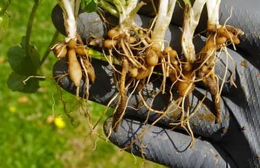 Nuvia Fat Burner Ingredient Celandine Root