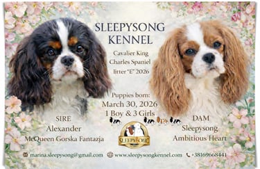 New puppies litter in Sleepysong kennel Cavalier King Charles Spaniel