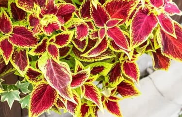 Nuvia Weight Loss Ingredient Coleus Forskohlii