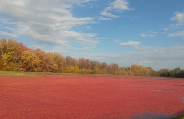 bassin de canneberges